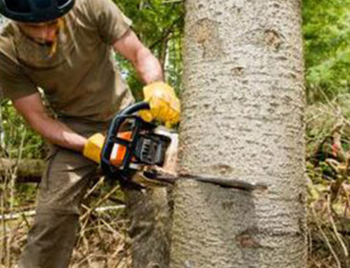 How to Find an Expert for Tree Stump Removal