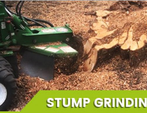 Making Your Garden Safe and Attractive with Tree Stump Removal