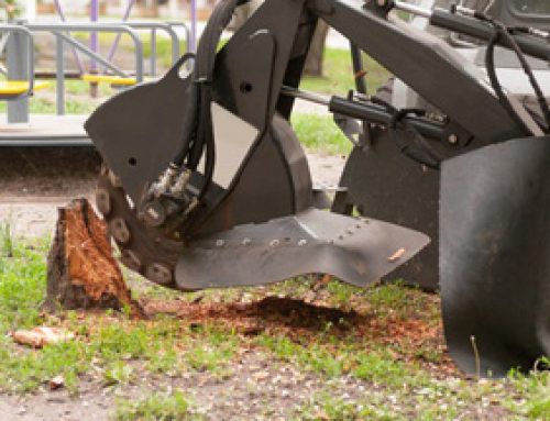 How And Why You Should Remove Yucca Stumps