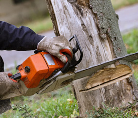Tree Stump Grinding Marshall