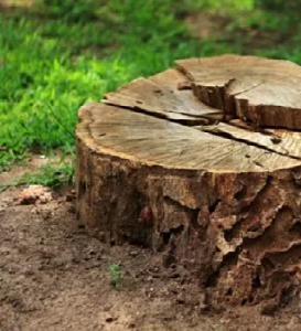 tree stump removal Drumcondra